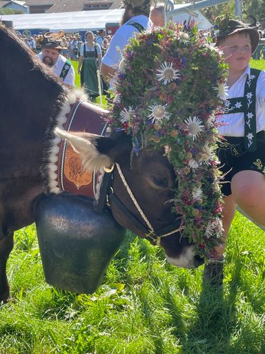 Viehscheid Kranzegg - Kranzrind