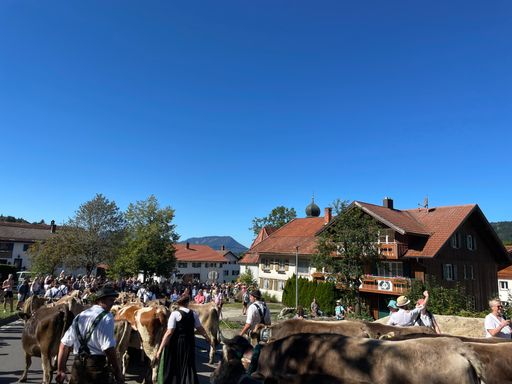 Bild Viehscheid Kranzegg - Einzug der Herde